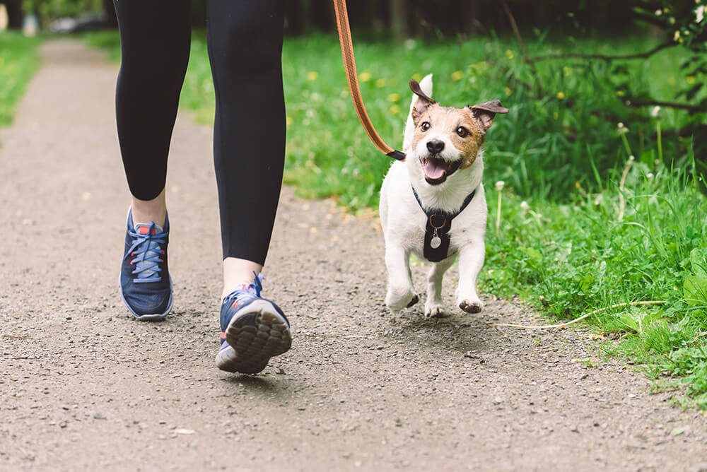 dog on a leash